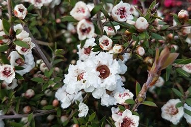 Leptospermum Wiri Linda.jpg